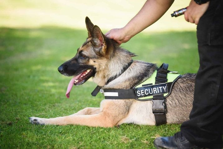 Dog Handling, Dog Handling Security Services
